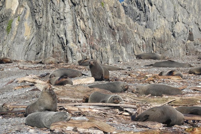Seal Coast Safari - Exclusive access to Wellington's secret coast - Comfort, timing, and the $121.01 price