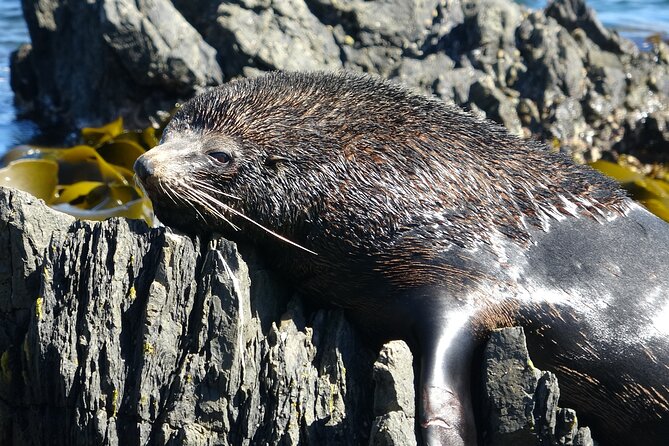 Seal Coast Safari - Exclusive access to Wellington's secret coast - Terawhiti Station opens a private route