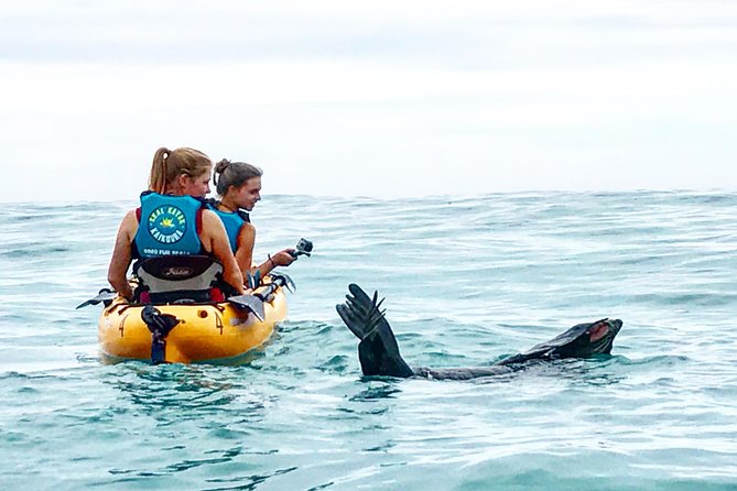 Seal Kayaking Adventure in Kaikoura - Why the Foot-Pedal Kayaks Change the Experience