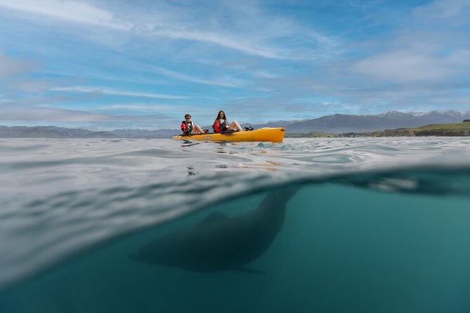 Seal Kayaking Adventure in Kaikoura - Dolphins, Penguins, and Coastal Birds
