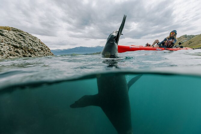 Seal Kayaking Adventure in Kaikoura - Fitness, Comfort, and Who Will Enjoy It