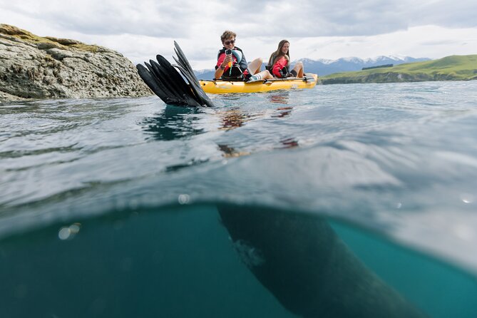 Seal Kayaking Adventure in Kaikoura - Price, Time, and Overall Value
