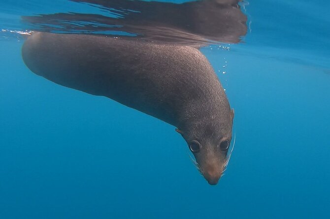 Seal Kayaking Adventure in Kaikoura - Meeting Kaikoura’s Fur Seals