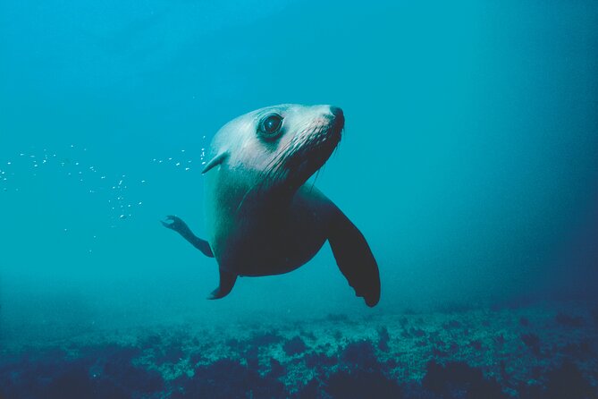 Seal Sanctuary Tour - Guided Kayaking - New Zealand - Why the seal sanctuary route works so well