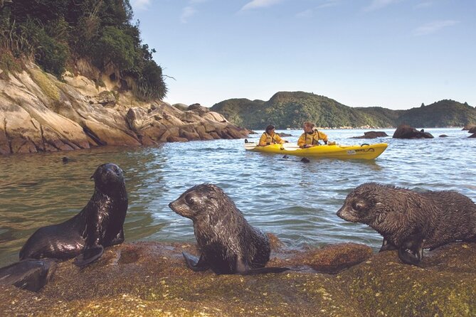 Seal Sanctuary Tour - Guided Kayaking - New Zealand - Who should choose this outing?