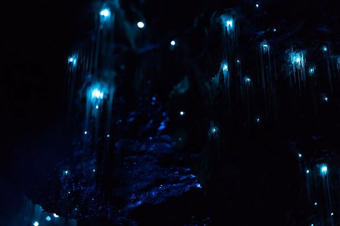 See Auckland's Secret Glow Worms - Key points to know before booking