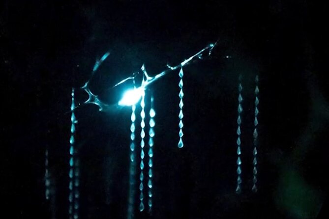 See Auckland's Secret Glow Worms - Why this Auckland glowworm outing is different