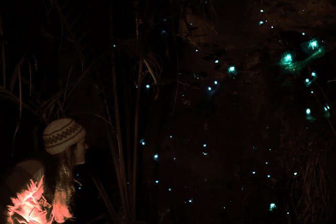 See Auckland's Secret Glow Worms - A 30-minute walk through native bush