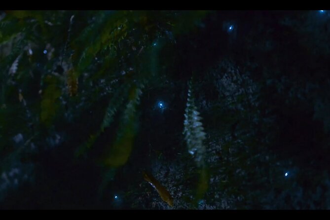See Auckland's Secret Glow Worms - Best conditions for seeing the glowworms