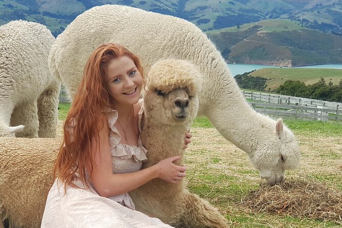 Shamarra Alpaca Farm Tours - Meeting alpacas above Akaroa Harbour