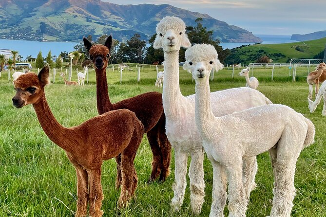 Shamarra Alpaca Farm Tours - Planning the drive from Christchurch or Akaroa