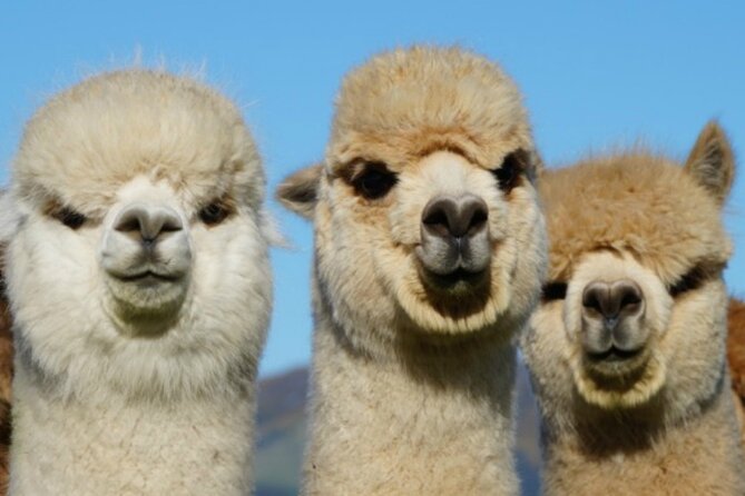 Shamarra Alpaca Farm Tours - Is $38.26 good value?