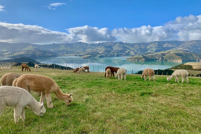 Shamarra Alpaca Farm Tours - Family appeal and animal welfare