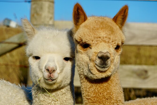 Shamarra Alpaca Farm Tours - Making the most of your photographs
