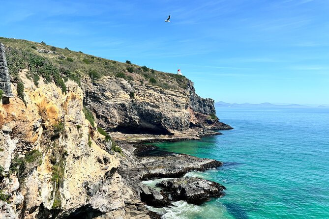 Shared Small Group Dunedin City and Peninsula Scenery Day Tour - Starting at Port Chalmers and climbing to Signal Hill