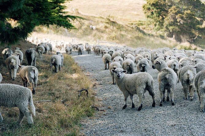 Sheep Farm Day Trip from Christchurch + Lunch and Winery visit. - What the $183.07 price includes
