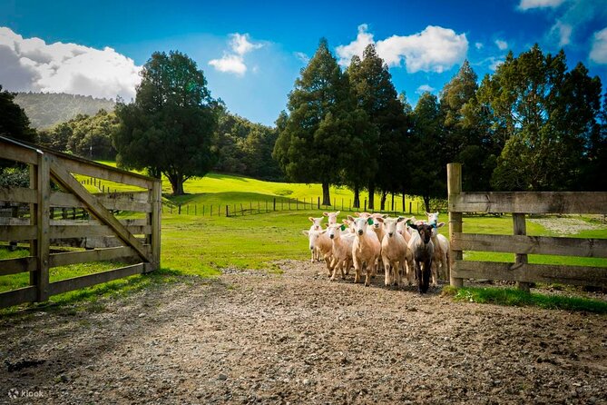 Sheep Shearing and Auckland City Highlights Tour with Lunch - From Auckland CBD to the Honey Centre