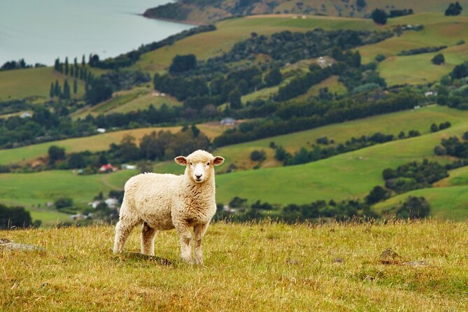 Sheep Shearing and Auckland City Highlights Tour with Lunch - Little Shoal Bay and the Auckland Domain