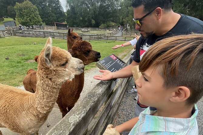 Sheep World Country Tour from Auckland - Honey, Kauri Trees, and the First Two Hours