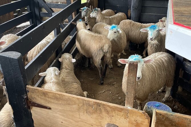 Sheep World Country Tour from Auckland - Booking Advice and Cancellation Terms