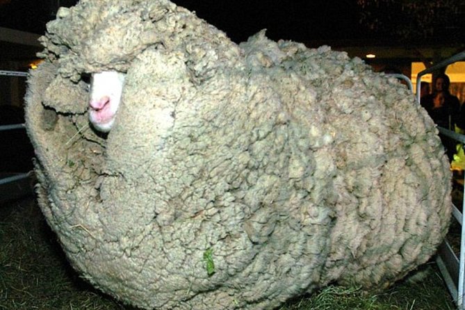 Sheep World Country Tour from Auckland - The Optional Wine and Food Add-On