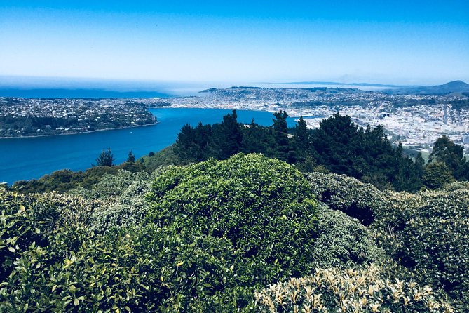 Shore Excursion: Dunedin City, Otago Peninsula, Castle Gardens & Olveston Tour - The Botanic Garden offers a short green pause