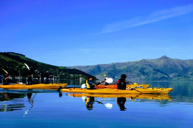Shore Excursion Guided Sea Kayaking through Akaroa Marine Reserve - Key points to know before you paddle