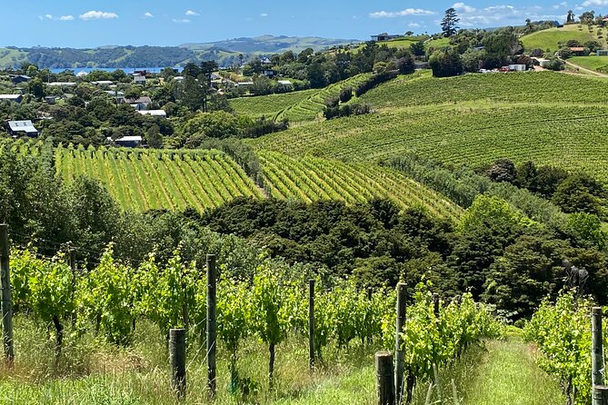 Sip & Savour through Waiheke Island (11 guests max) - Why this is a smart way to see Waiheke