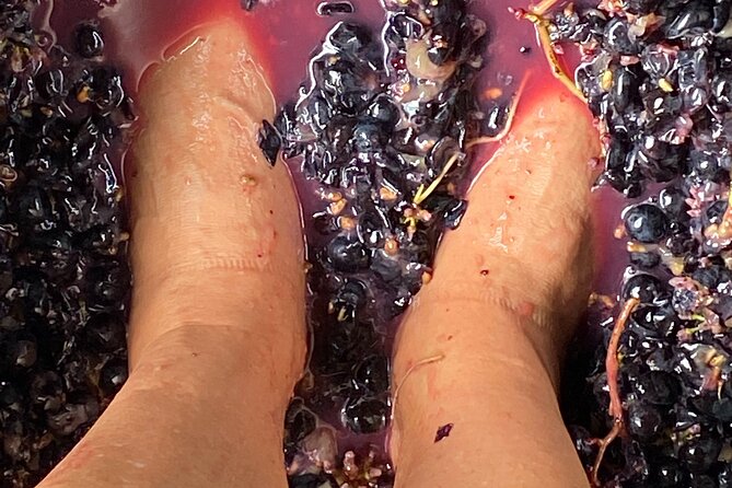 Sip & Savour through Waiheke Island (11 guests max) - Small groups make a real difference