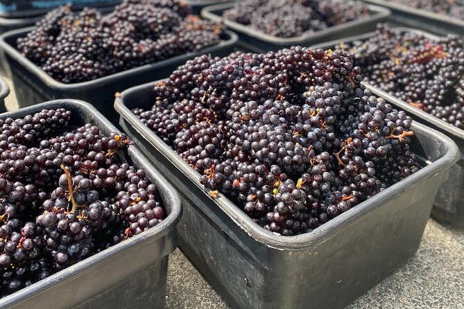 Sip & Savour through Waiheke Island (11 guests max) - What the $185.55 price really covers