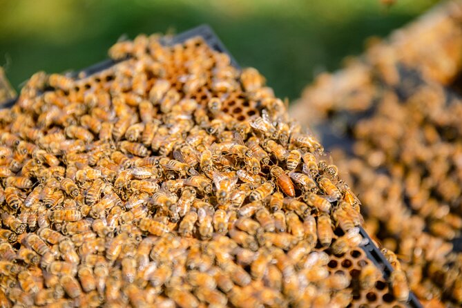Small-Group Beekeeping Experience in Tauherenikau - Finishing with a honey tasting