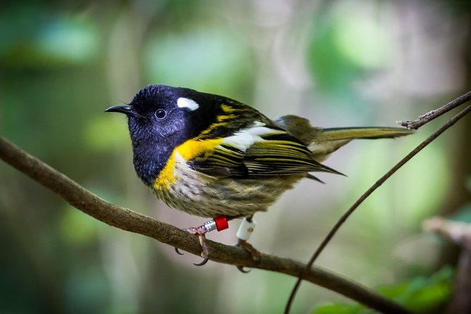 Small Group Daytime 2-Hour Eco Wildlife Tour at Zealandia - What the guide adds to the experience