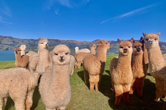 Small group guided sea kayaking in Akaroa marine reserve - Is $83.78 good value?