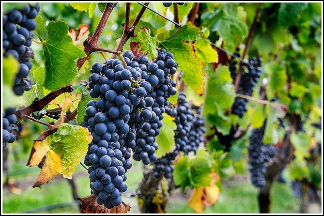 Small Group - Half-Day Hawke's Bay Winery Tour - Four Hawke’s Bay wineries without the driving