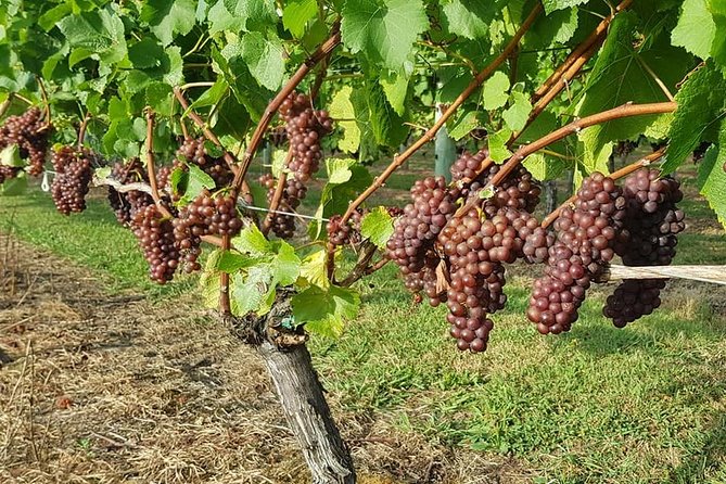 Small-Group Kumeu Wine Country Tour with Wine Tastings & Lunch - Kumeu in a half-day: the key points