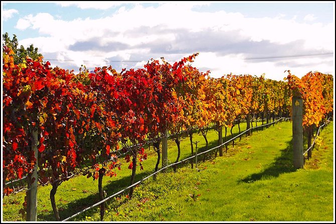 Small group - Napier Premium Wineries+ Beer tour -5.0 - 5.5 hours - Pickup makes a tasting day much easier