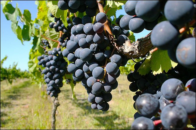 Small group - Napier Premium Winery , Beer & Cider + 5.5h to 6h. - Three wineries, three different views of the region