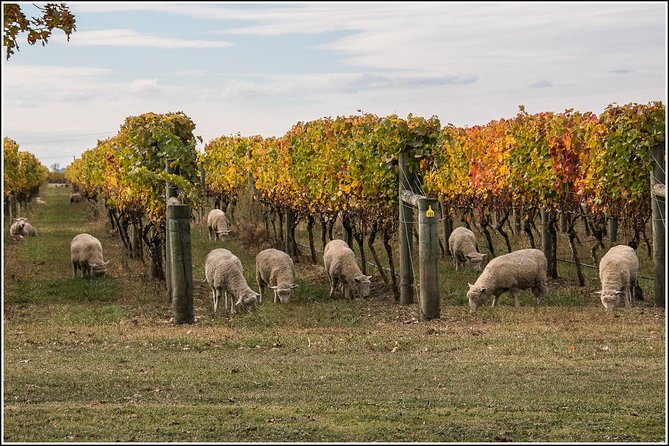 Small group - Napier Premium Winery , Beer & Cider + 5.5h to 6h. - Pickup makes the wine day much easier