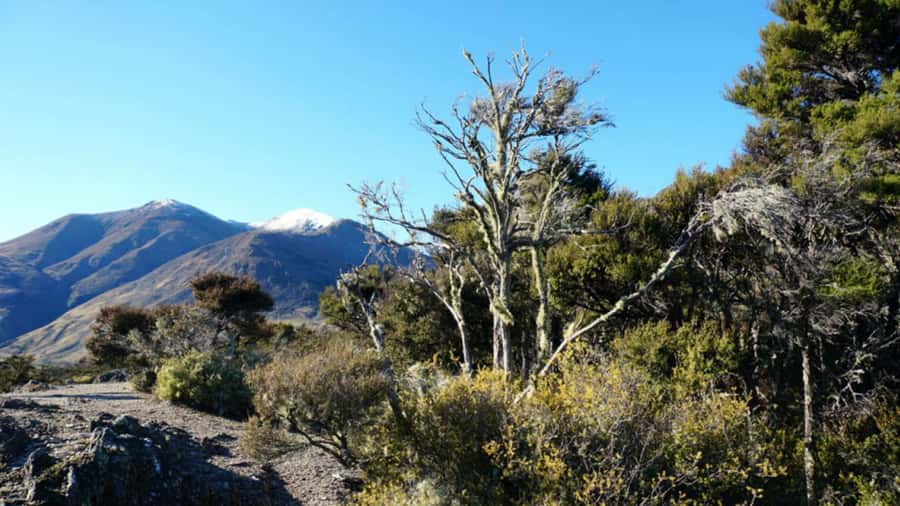 Stevensons Island 2-Hour Cruise and Nature Walk - Meeting the white catamaran at Wanaka’s old jetty