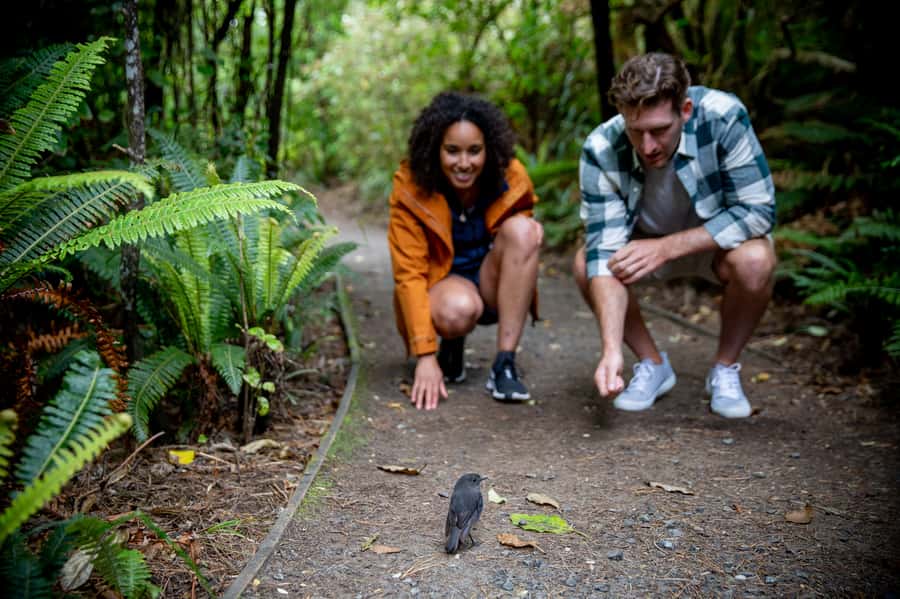 Stewart Island: Ulva Island Guided Wilderness Walk & Cruise - A guide-led walk versus going independently