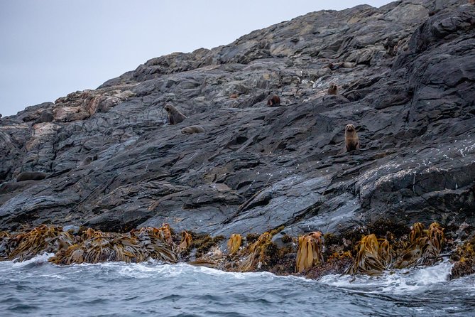 Stewart Island: Wild Kiwi Experiences - Little Glory Cove and the torchlit walk