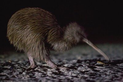 Wild Kiwi Experiences