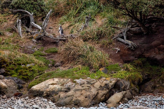 Stewart Island: Wild Kiwi Experiences - The cultural side at Oneke