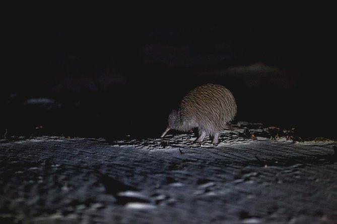 Stewart Island: Wild Kiwi Experiences - The return cruise under the stars