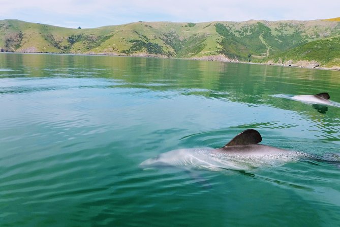 Sunrise wildlife sea kayaking in Akaroa marine reserve - Key points before you book