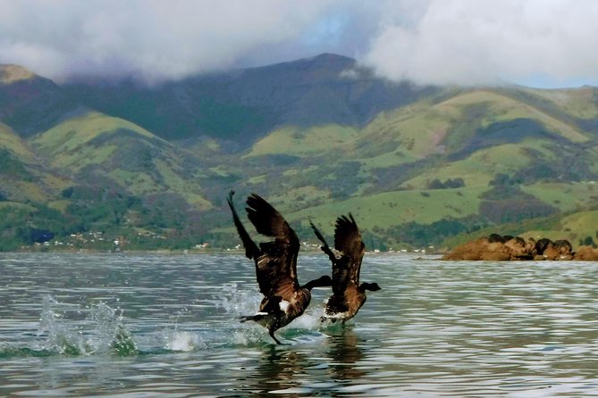 Sunrise wildlife sea kayaking in Akaroa marine reserve - Wildlife in the marine reserve