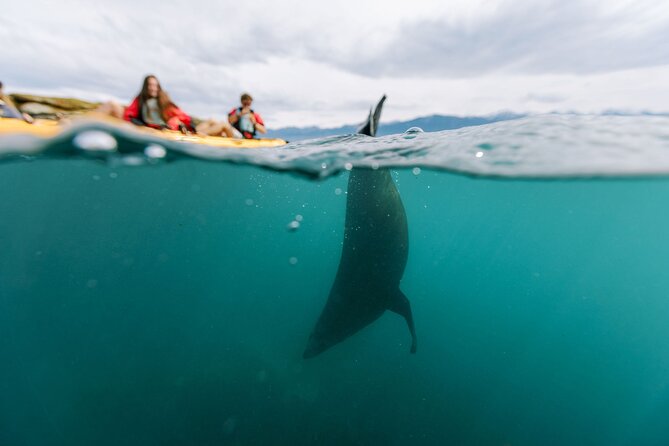 Sunset Kayak tour in Kaikoura - Pedal Power Instead of a Standard Paddle