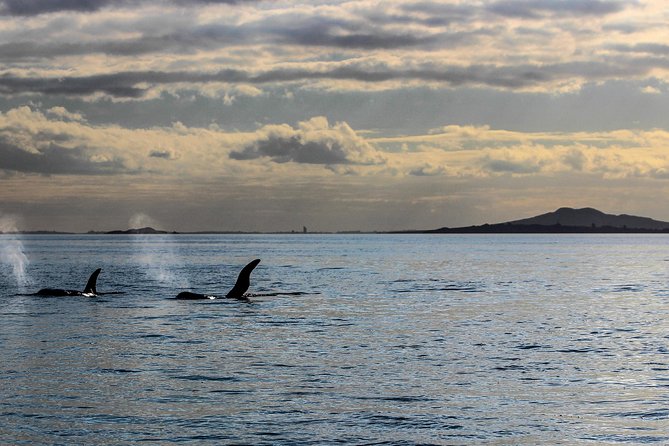 Sunset kayak tour to Rangitoto Island - The Harbour Crossing Takes Real Effort