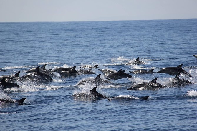 Swim With Wild Dolphins in Tauranga - Key points to know before booking