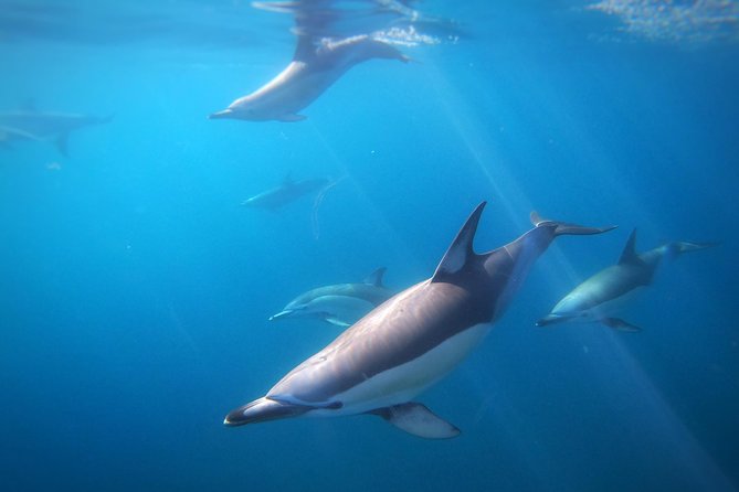 Swim With Wild Dolphins in Tauranga - Setting out from Tauranga Bridge Marina at 9:00 am